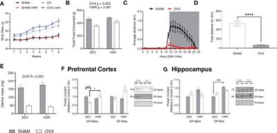 Voluntary wheel running alters markers of amyloid-beta precursor protein processing in an ovarian hormone depleted model